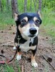 MIKUŚ malutki łagodny piesek poleca się do adopcji - 8