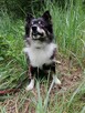 FELEK mały puchaty psiak poleca się do adopcji - 6