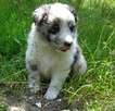 Owczarek szetlandzki piesek bi merle z rodowodem - 3