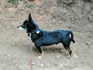 TOBI malutki radosny piesek poleca się do adopcji - 7