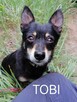 TOBI malutki radosny piesek poleca się do adopcji - 6