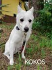 KOKOS mały młody łagodny piesek szuka domu - 3