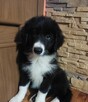 Border Collie szczeniaki - 3