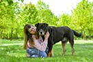 Czoko-duży pies do adopcji - 5