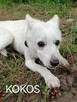 KOKOS mały młody łagodny piesek szuka domu - 1