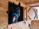 Stajnia dla koni, drewniana stajnia z korytarzem, boksy dla - 14