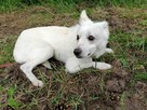 KOKOS mały młody łagodny piesek szuka domu - 2