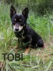 TOBI malutki radosny piesek poleca się do adopcji - 2
