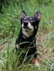 TOBI malutki radosny piesek poleca się do adopcji - 1