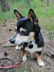 MIKUŚ malutki łagodny piesek poleca się do adopcji - 5
