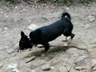 TOBI malutki radosny piesek poleca się do adopcji - 4