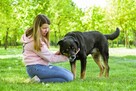 Czoko-duży pies do adopcji - 4