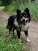 FELEK mały puchaty psiak poleca się do adopcji - 5