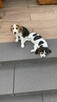Suczka Beagle oddam - 2