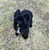 Czarny York Black Yorkshire Terrier - cudowny piesek wesoły. - 6