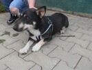 Figo, szuka swojego domku - 3