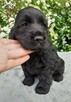 COCKER SPANIEL ANGIELSKI - 2