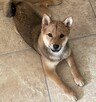 Sprzedam szczeniaczka Shiba Inu - 2