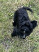 Czarny York Black Yorkshire Terrier - cudowny piesek wesoły. - 3