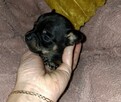 Ratlerki pinczerki miniaturki - 6