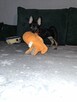 Ratlerki pinczerki miniaturki - 4