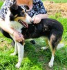 BOGUŚ - kochany psiak w typie szkocki collie szuka domu - 3