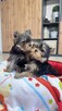 yorkshire terrier - 3