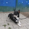 Figo, szuka swojego domku - 4