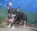 Figo, szuka swojego domku - 1