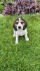 Suczka Beagle oddam - 1