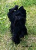 Czarny York Black Yorkshire Terrier - cudowny piesek wesoły. - 10