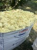 Ocieplenie dachu stropu wełna wdmuchiwana celuloza piana pur - 3