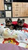 yorkshire terrier - 4
