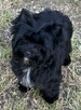 Czarny York Black Yorkshire Terrier - cudowny piesek wesoły. - 1