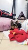 yorkshire terrier - 6