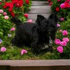 Czarny York Black Yorkshire Terrier - cudowny piesek wesoły. - 4