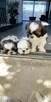 Shih tzu szczeniaczki - 2