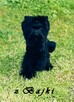 Czarny York Black Yorkshire Terrier - cudowny piesek wesoły. - 9