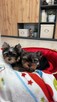 yorkshire terrier - 2