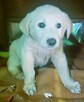 API - mały szczeniak w typie labradora szuka domu - 1