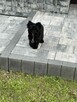 York czarny wesoły bardzo przyjazny charakter. - 8