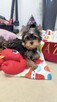 yorkshire terrier - 7