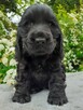 COCKER SPANIEL ANGIELSKI - 1