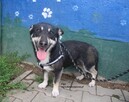 Figo, szuka swojego domku - 2
