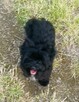 Czarny York Black Yorkshire Terrier - cudowny piesek wesoły. - 2