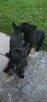 Buldog francuski - 2