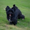 Czarny York Black Yorkshire Terrier - cudowny piesek wesoły. - 5