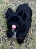 Czarny York Black Yorkshire Terrier - cudowny piesek wesoły. - 7