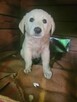 Api do adopcji - 6