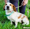 BINGO - piękny, wrażliwy mix basseta z beaglem szuka domu - 3